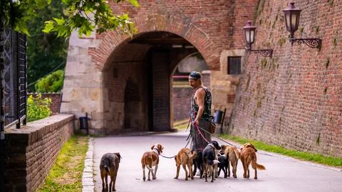 Dog Walker with Multiple Dogs Inside Kalemegdan Fortress, July,13,2026 Belgrade, 写真素材