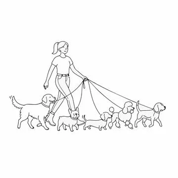 Dog walker with multiple dogs on leashes, illustration Silhouette Stock Illustration