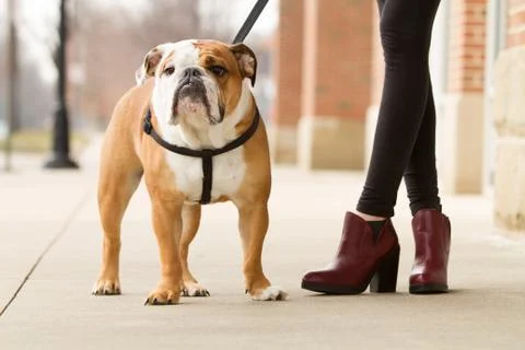 Dog walker Foto stock