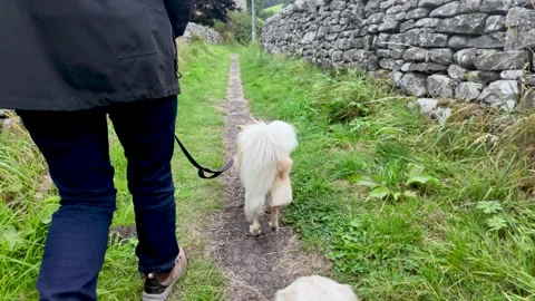 Dog walker strolling with two dogs in County Durham, England Stock Footage 316809470
