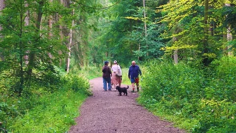 Dog Walkers Enjoying A Sunday Stroll In Dundee Templeton Woods Stock Footage 282107953