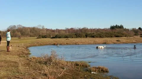 Dog walkers at Greenham Common Stock Footage 10903054