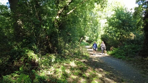 Dog walkers walking a path through the woods Stock Footage 318192617