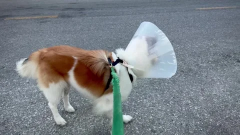 Dog walking after surgery .The Patella luxation on dog knee dislocation.sho.. Stock Footage 327437697