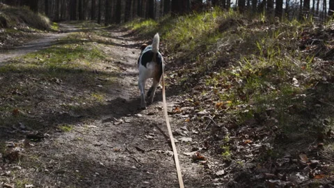 Dog walking ahead on a leash along a forest trail. Stock Footage 332661852
