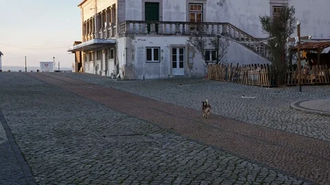 A dog walking alone in an empty street of a small town in Portugal Stock Footage 112893650