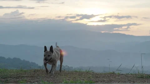 Dog Walking Along Mountain Ridge at Sunset, Capturing the Serenity. Stock Footage 281674536