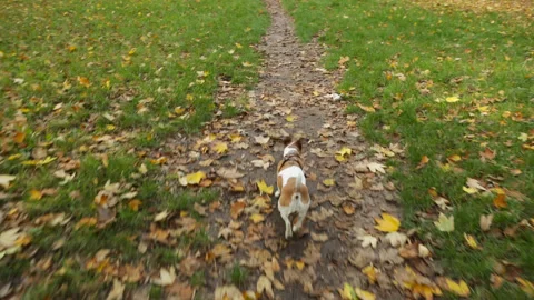 Dog walking along path Vídeo Stock 118614459