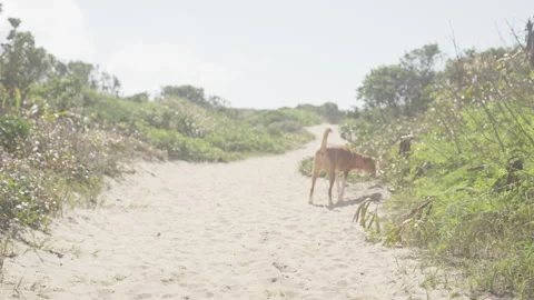 A dog walking along a sandy dune trail near the coast Stock Footage 342600512