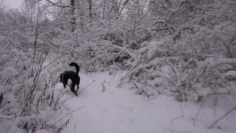 Dog Walking Along Snowy Path Stock Footage 305956765