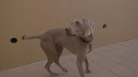 DOG WALKING AND CHASING ROPE HD SLOG SLOW MOTION Video stock 65928674