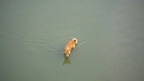 Dog walking and drinking water in the low water of the river Stock Footage 217533814
