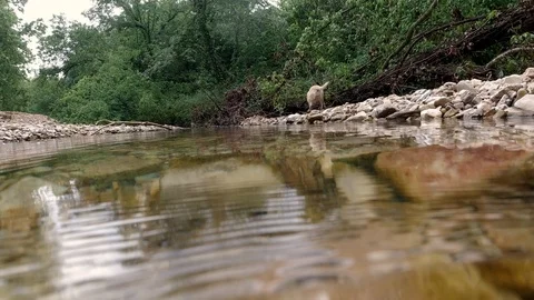 Dog walking around a creek Stock Footage 108642602