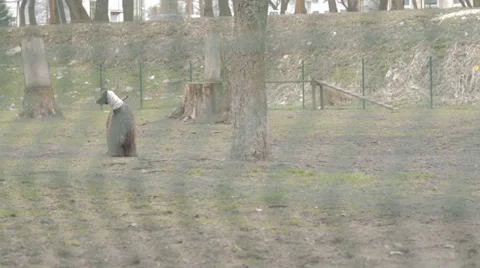 Dog Walking Around Video stock 31818879