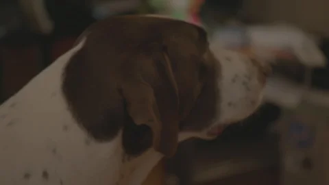 A dog walking away from the camera Stock Footage 103822767