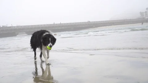 Dog walking with ball Stock Footage 95701450