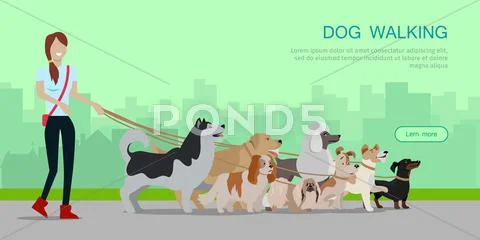 Dog Walking Banner. Woman Walk With Different Dogs