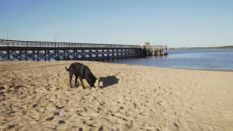 Dog walking on the beach by dock. Punta del Este, Uruguay. 스톡 동영상 117406417