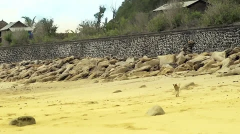 Dog walking on the beach Stock Footage 23912600