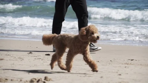 Dog walking on beach Stock Footage 89650523