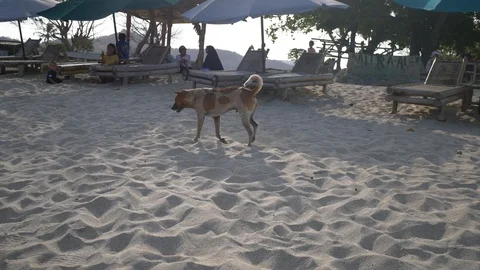 Dog walking on beach Stock Footage 123920800