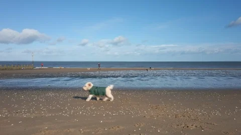 Dog Walking at the Beach Stock Footage 127559289