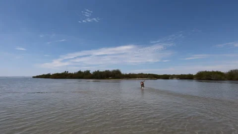 Dog walking on the beach Stock Footage 158646342