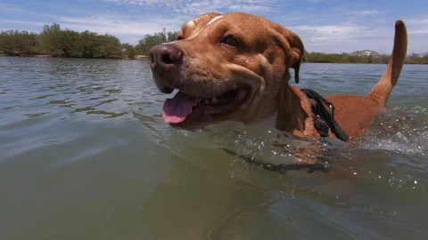 Dog walking on the beach Stock Footage 158648241