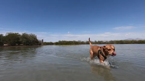 Dog walking on the beach Stock Footage 158648287