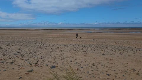 Dog walking on the beach Stock-Footage 202068246