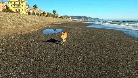 Dog walking on the beach Stock Footage 251342062
