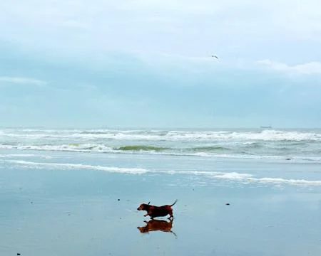 Dog Walking on Beach Stock Photos