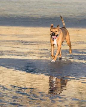 Dog Walking on the Beach Stock Photos