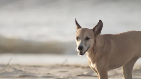 Dog Walking on the Beach – Slow Motion Stock Footage 311074674