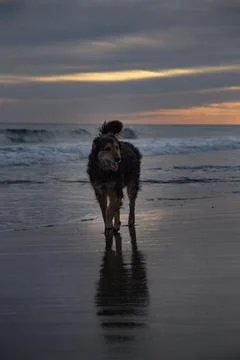 Dog walking on the beach at sunset Stock Photos