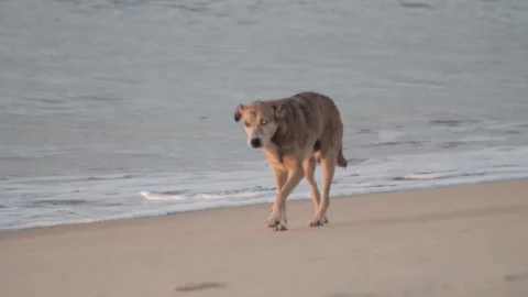 Dog Walking on the Beach at Sunset – Slow Motion Stock Footage 311074676