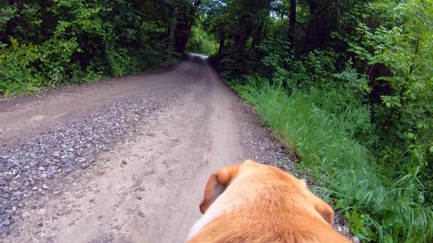 Dog walking with camera on back. Stock Footage 108676792