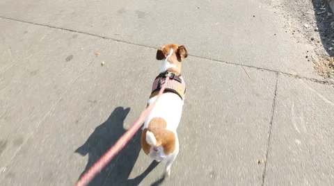 Dog is walking with checkered pattern leash Stock Footage
