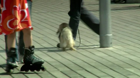 A dog walking on a deck Stock Footage 473527