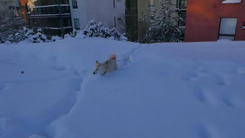 Dog walking in deep snow Stock Footage 105056950