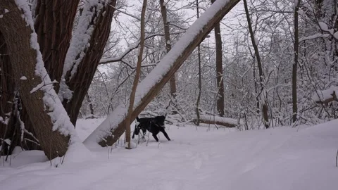 Dog Walking in Deep Snowy Forest Path Stock Footage 305957554