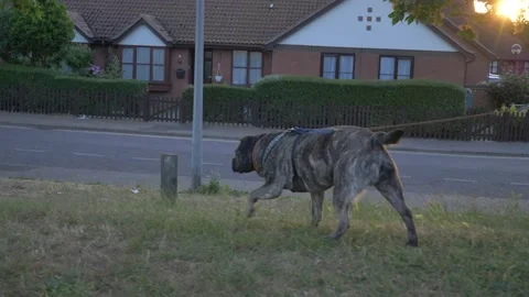 Dog Walking Down Hill Stock-Footage 132066245