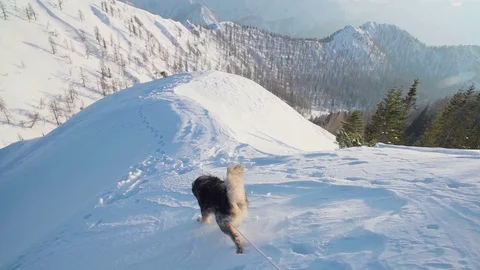 A dog walking down a mountain in winter Stock Footage 102564556