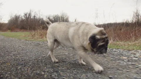Dog walking down path in the fall Stock Footage 74336243