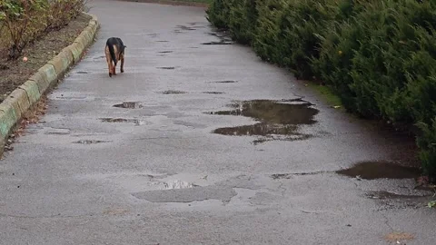 A dog walking down the road Stock Footage 321557620