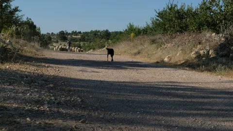 Dog walking empty field Stock Footage 157806504