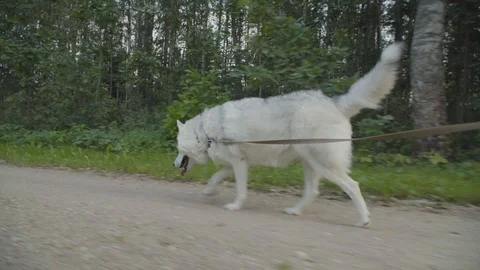 Dog walking fast on a forest road 4k Stock Footage 94254533