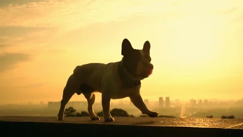 Dog is walking on the fence Stock Footage 93821953