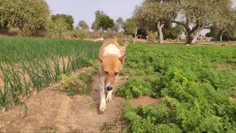 Dog walking in the field Stock Footage 238978788