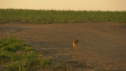 A dog walking in a field of grass Stock Footage 73888409